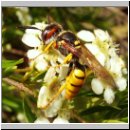Philanthus triangulum - Bienenwolf w21.jpg